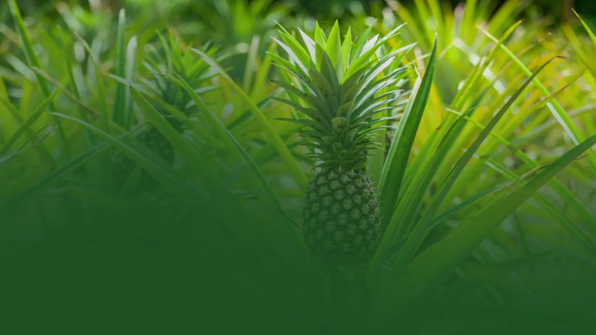 Sau mỗi mùa quả ngọt?